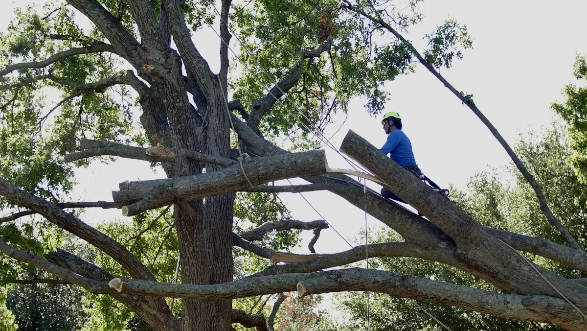 Professional Crown Thinning performed by certified arborists in Metamora